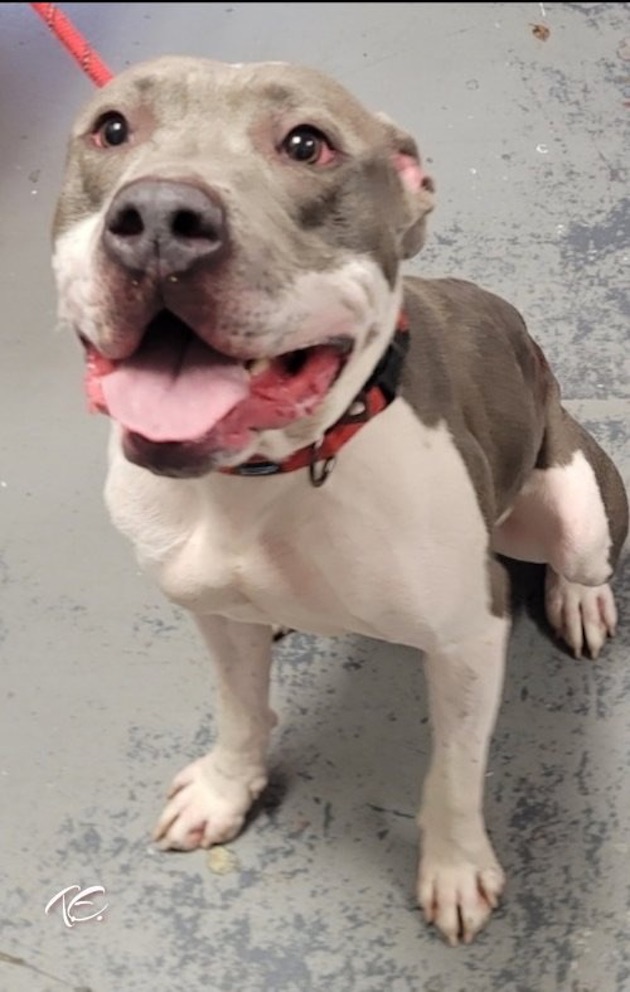 Pitbull Blue