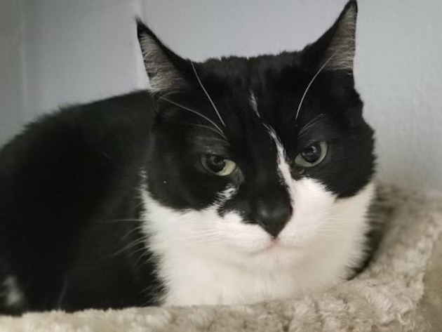 Tuxedo Cat Zack