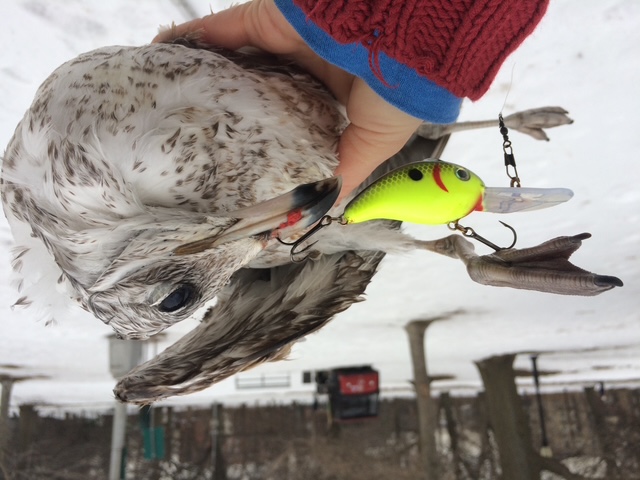wildlife injury