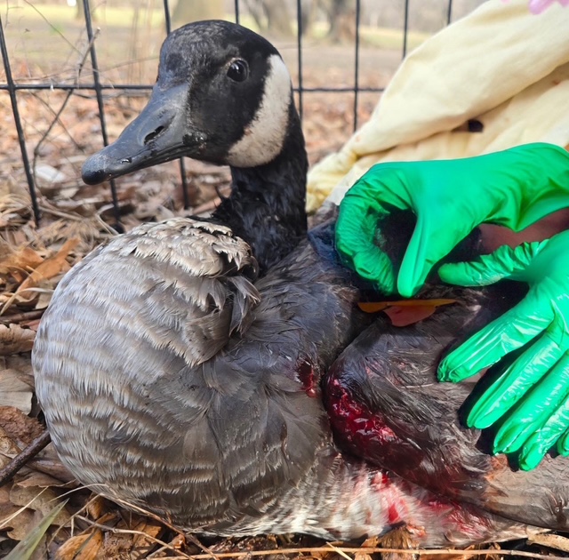 wildlife injury