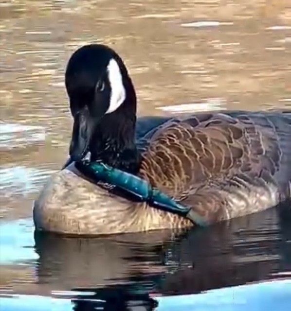wildlife injury