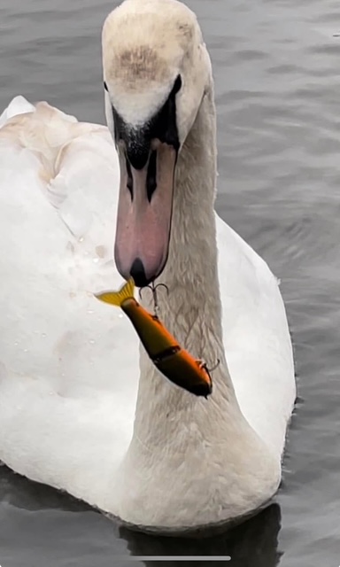 wildlife injury