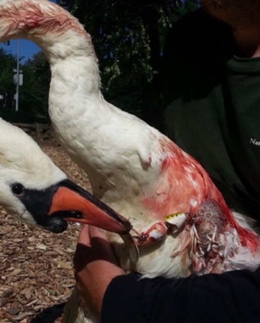 wildlife injury