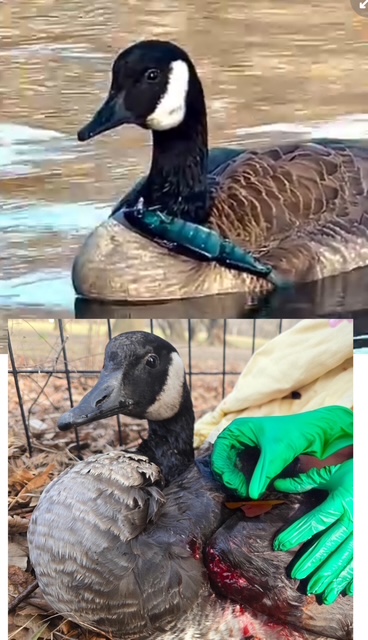 wildlife injury