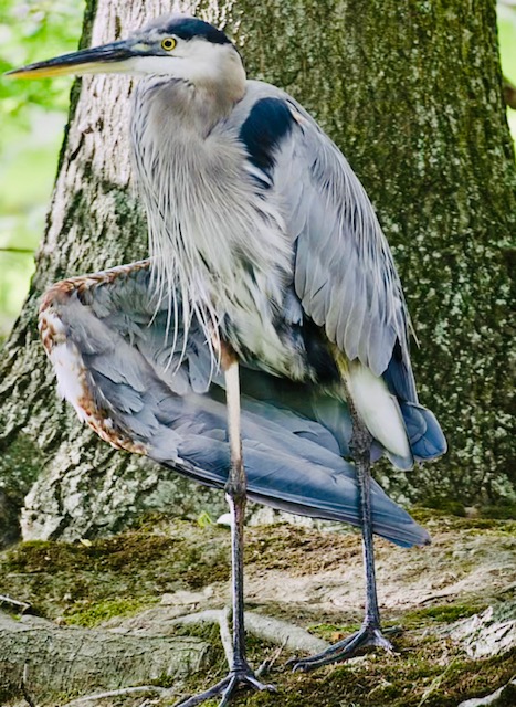 wildlife injury