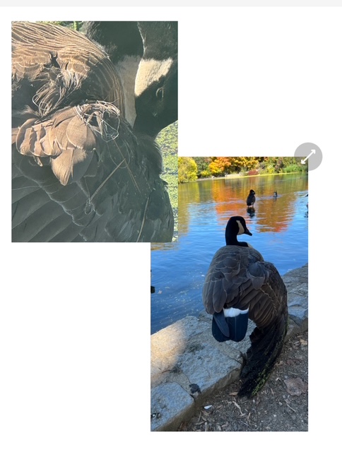 wildlife injury