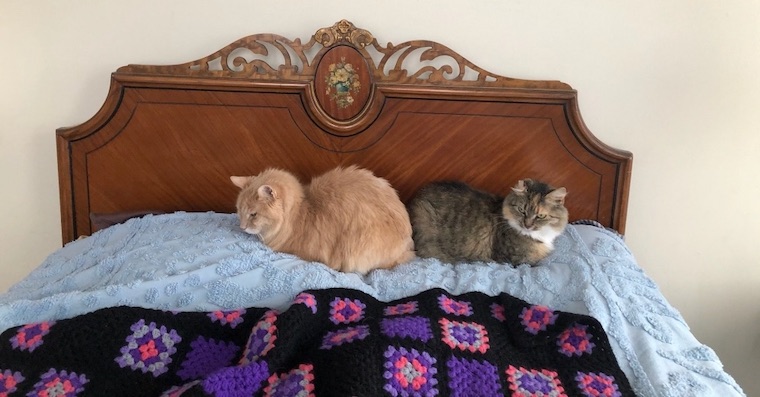 contented Cats