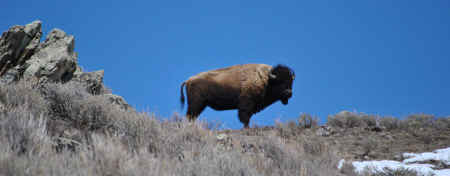bison buffalo slaughter