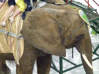 Nosey elephant rides USDA