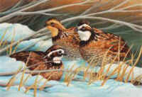 turkeys quails stuffed museum