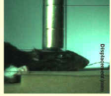 NFL head injury experiments animals