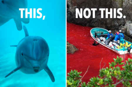 Taiji dolphin capture aquarium