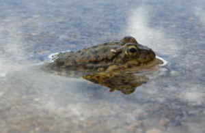 yellow legged frog amphibian habitat