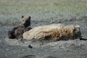 grizzly bear Jim Robertson