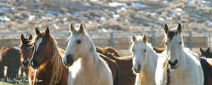 Cloud Foundation wild horse