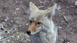 coyote wolf derby slaughter