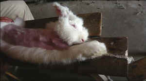 angora rabbit fur cruelty