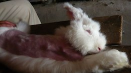 angora rabbit slaughter