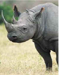 black rhino horn