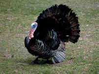 turkey leg snacks James McWilliams