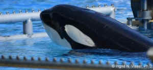 Seaworld Sea World orca Morgan Groupon