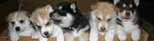 Iditarod puppies
