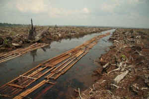 palm oil clearcut rainforest