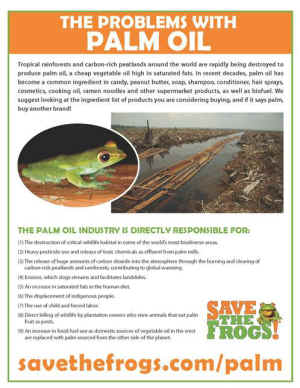 palm oil clearcut rainforest