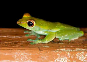 palm oil clearcut rainforest frog