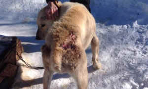 Iditarod dog race