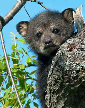 bear hunt cubs