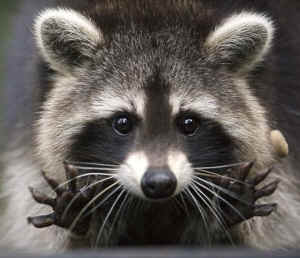 raccoon bludgeon justice