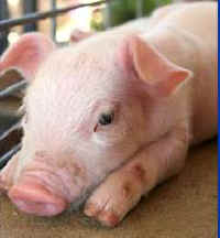 cutting pigs vivisection UW