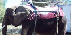 Nosey elephant ride