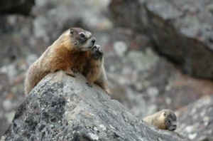marmot killing contest