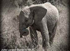 elephant ivory antiques roadshow