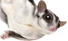 sugar glider pocket pets