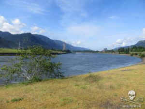 sea lions executed eating fish
