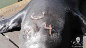 sea lions executed eating fish