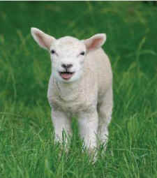 sheep lambs fetal alcohol