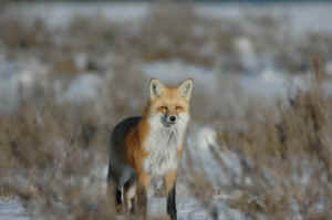 Jim Robertson Red Fox
