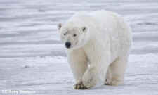 wildlife hunting open season