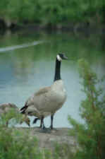 Canada goose