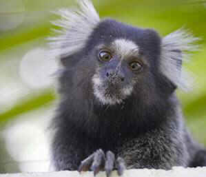 marmoset Princeton cruelty