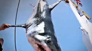 shark fishing