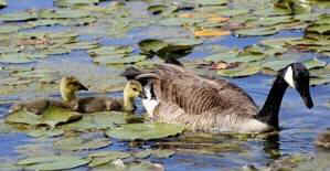 goose geese slaughter