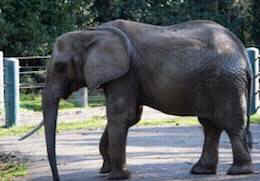 Watoto zoo elephant