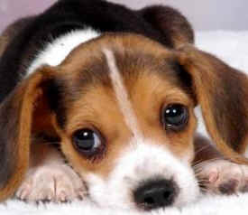 beagles vivisection