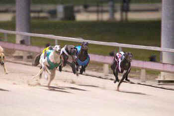 greyhounds racing