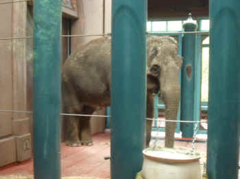 Chai zoo elephant
